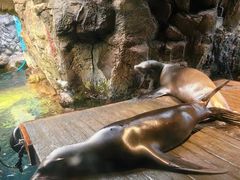 -大阪海游馆