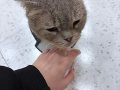 -喵园·猫主题咖啡厅·撸猫·猫咖(国贸店)