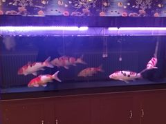 -肥肥小厨(咸阳路店)