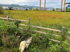 -敕勒川草原