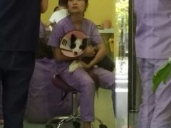 -瑞鹏宠物医院·爱宠堂·骨外专科(西荷分院)