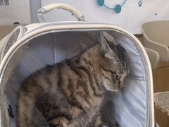 -瑞派宠物医院·中兽医专科(中央商城分院)