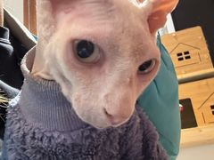 -有猫主题·治愈系猫咖(曾厝垵店)