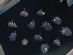 -贝壳梦幻世界