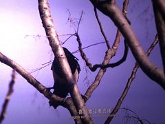 -奥斯卡西元国际影城(4K激光巨幕&杜比全景声沙发座椅)