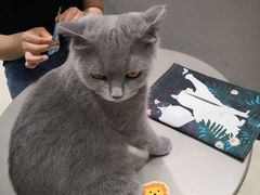 -藏猫猫咖啡主题馆(中央大道店)