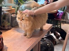 -自由生长植物工作室(深港花卉中心店)