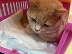 -瑞派宠物医院·犬猫全科·猫友好(宾水西道店)