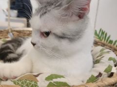-Heymao猫咖.咖啡厅(东门店)