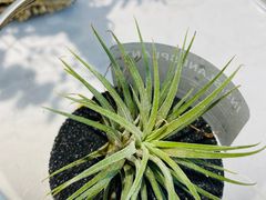 -Fridi Patisserie Cafe