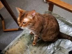 -猫色咖啡·猫咖