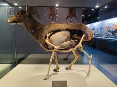 -青藏高原自然博物馆