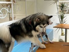 -南京宠物基地·宠物狗宠物猫售卖(南京店)