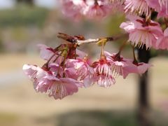 -苏州上方山国家森林公园