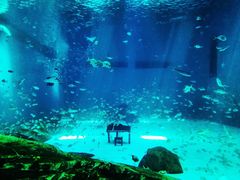 -汉堡王(海昌海洋公园店)