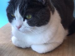 -喵喵咪呀布偶猫咖(春熙路店)