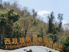 -西双版纳原始森林公园