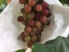 -马陆小张葡萄园农家乐