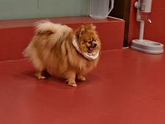 -和它·交个朋友·狗咖猫咖(爱琴海店)