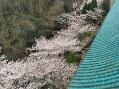 -武汉大学-樱园