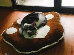 -李小姐の猫咖啡馆(五角场店)