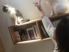 -Sweet cat·星愿猫咖(国贸大厦店)