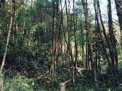 -缙云山景区