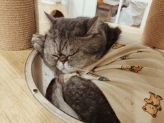 -楼上猫咖(罗湖店)