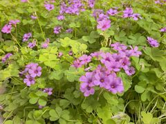 -苏州河梦清园环保主题公园