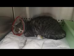 -美联众合动物医院·24h转诊中心