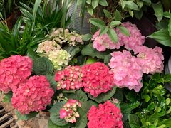 -秦美花卉(天朗·莱茵小城2期店)