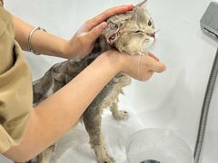 -爱洗澡的猫(天河路店)