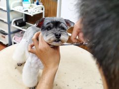 -鑫艺宠物美容培训学校