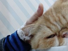 -糯米喵星人·撸猫猫舍咖啡馆(西市场嘉华店)