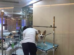 -momokira米努特·德文卷毛猫·棉花面纱犬