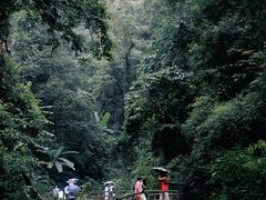 -莫里热带雨林景区