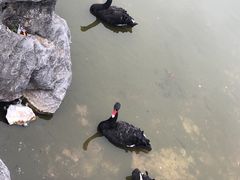 -千岛湖石林