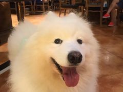 -more than meow吴止猫主题餐厅(承德 中船汇店)