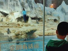 -帝企鹅自助餐厅•儿童岛•真企鹅(长隆企鹅酒店)