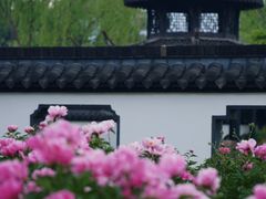 -扬州大运河文化旅游度假区·盆景园