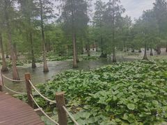 -池杉湖湿地公园