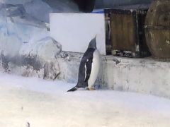 -芜湖新华联大白鲸海洋公园