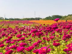 -映月湖中央公园