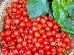 -樱桃山旅游景区