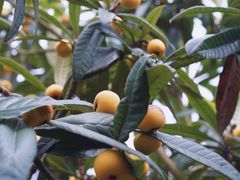 -东山风景区(洞庭东山)