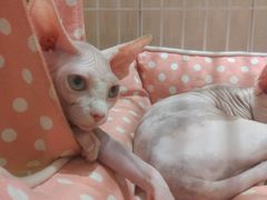 -藏猫猫咖啡主题馆(中央大道店)