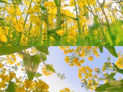 -西京湾花海