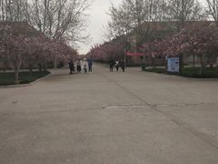 -莱阳濯村樱花园