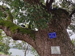 -东梓关景区村庄