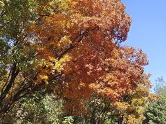 -北京西山国家森林公园